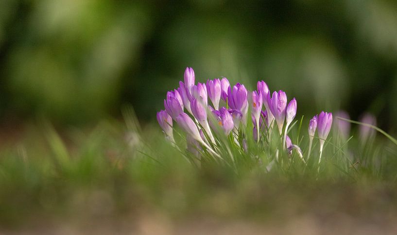 Crocuses by Urselafotografie