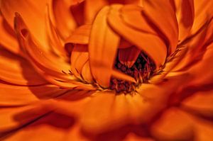 Marigold