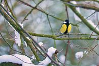 Great tit on a branch in the snow by Martin Köbsch thumbnail
