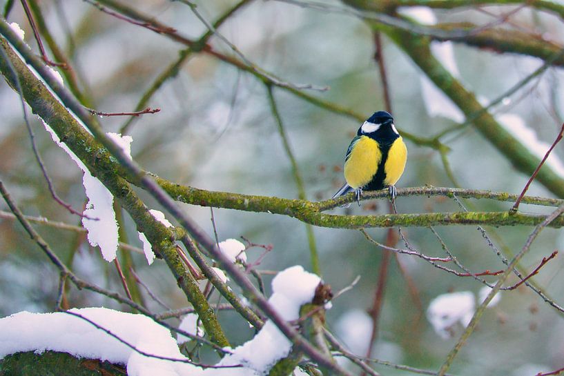 Great tit on a branch in the snow by Martin Köbsch