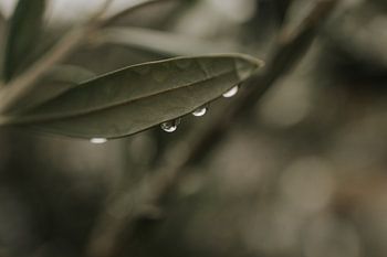 Regendruppel olijfboom