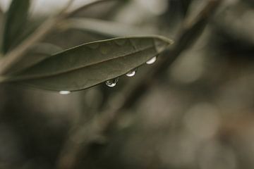 Raindrop olive tree