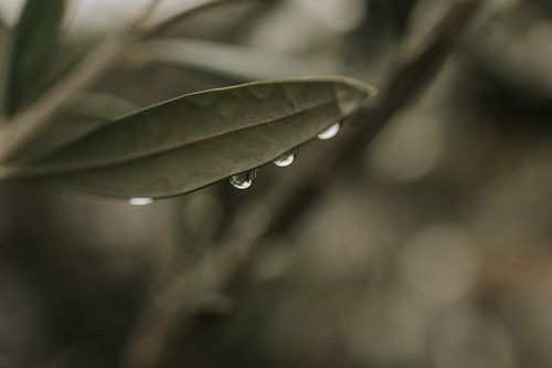 Raindrop olive tree by Monique Brunt