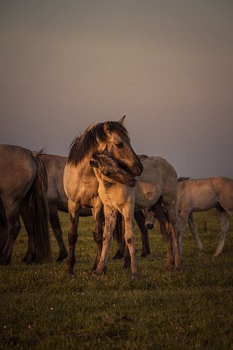 Veulens op Lauwersoog bij Zonsondergang