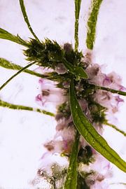 Lion's tail in ice 1