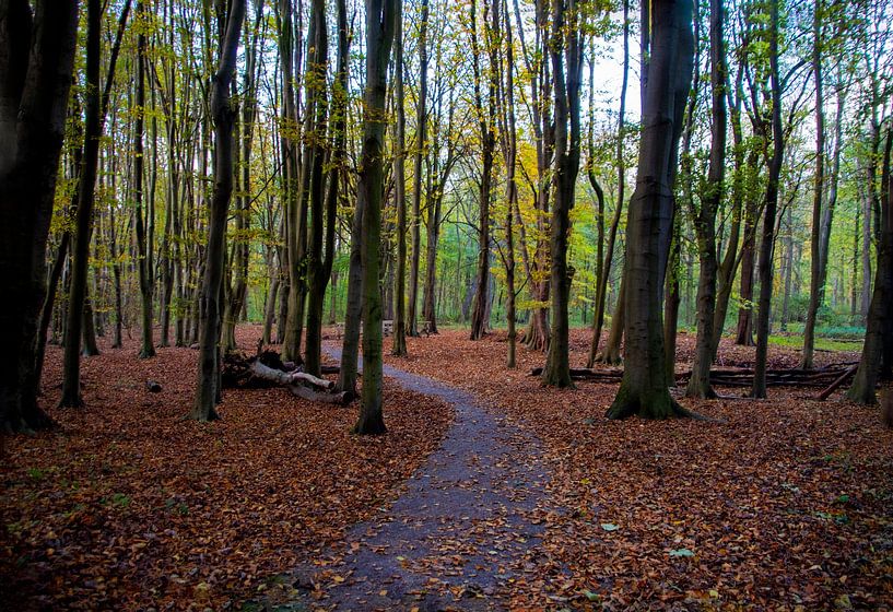 Herfst in het Hoekse bos van FotoGraaGHanneke