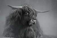 Highlander écossais
