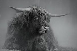 Scottish Highlander by Erik Spiekman
