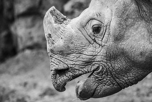 Black rhinoceros (close-up) in Amersfoort