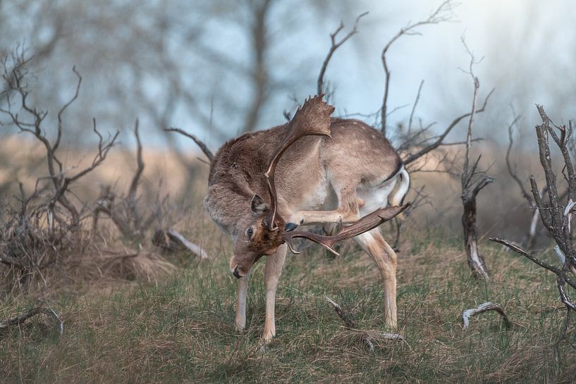 Fallow deer with large gewij in the morning sun by Jolanda Aalbers