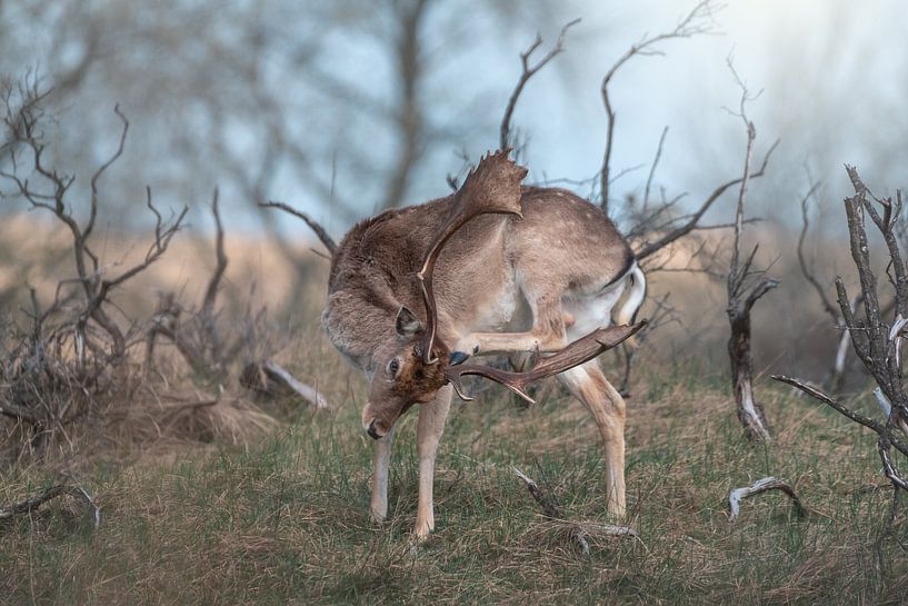 Damhert met grote gewij in de ochtendzon van Jolanda Aalbers