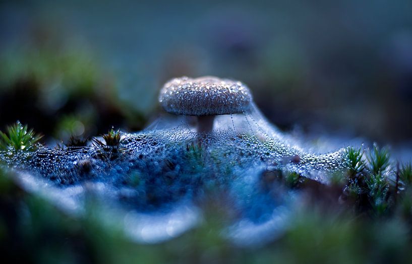 veil by Anita Kram