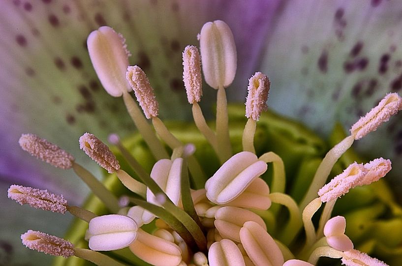 Winter time? Helleborus Macrofotografie von Watze D. de Haan