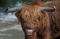 Portret van een Schotse Hooglander van Margreet Riedstra thumbnail
