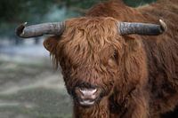 Portrait of a Scottish Highlander