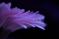 Gerbera