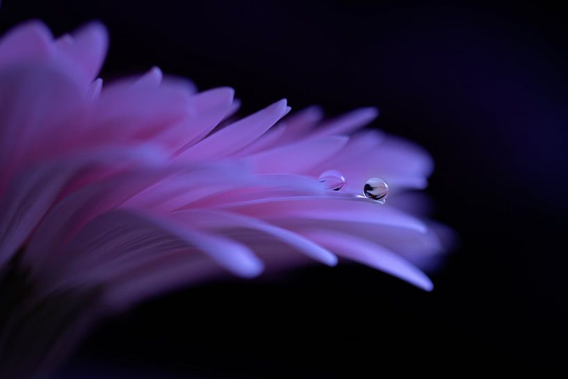 Gerbera by Carolina Roepers