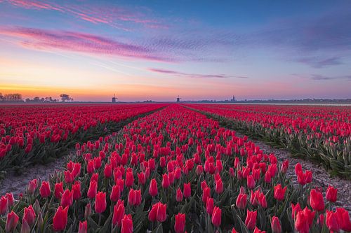 Fields of red tulips at a colourful sunrise with windmills in Schermerhorn, the Netherlands