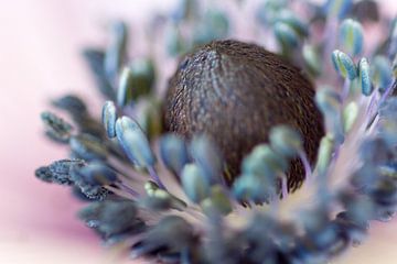 anemone by voorDEfoto