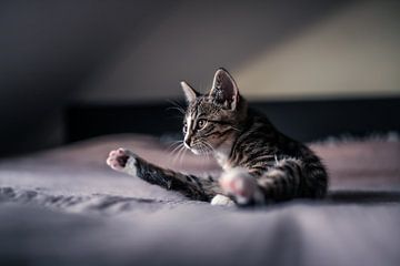 Tabby kitten by Felicity Berkleef