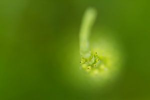 Weich und grün 1 - Naturfotografie
