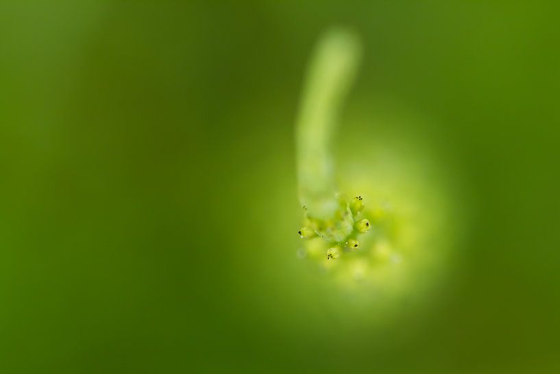 Doux et vert 1 - photographie de nature par QEIMOY