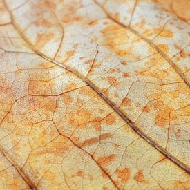 Bladnerven in herfstkleuren van Lotte Veldt