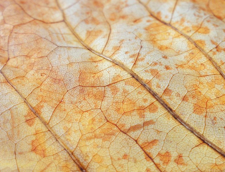 Bladnerven in herfstkleuren van Lotte Veldt