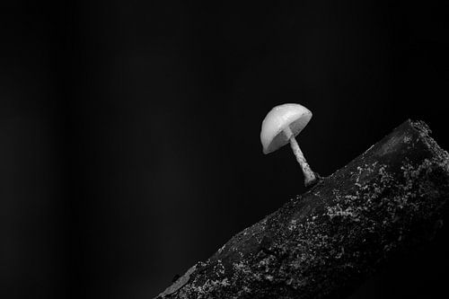 Champignon en noir et blanc