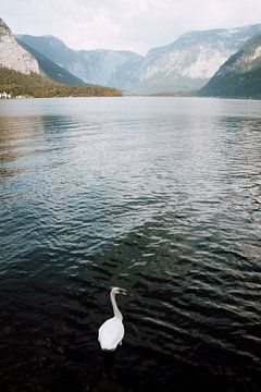 Schwan im See bei Hallstatt in Österreich von Holly Klein Oonk