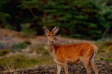 Deer (pointed) on the Veluwe