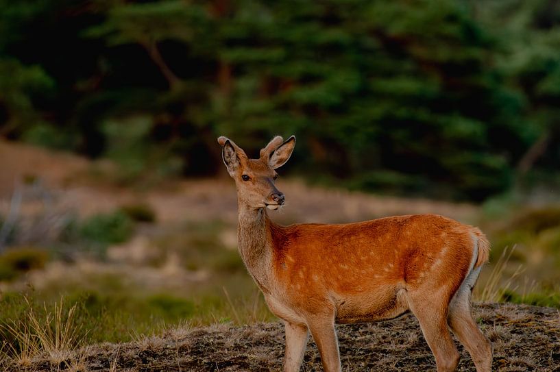 Deer (pointed) on the Veluwe by Jari L.