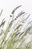 macro shot of lavender