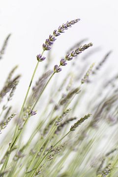 macro shot of lavender by Ronenvief