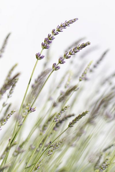 macro shot of lavender by picsbyronenvief