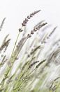 macro shot of lavender by picsbyronenvief thumbnail