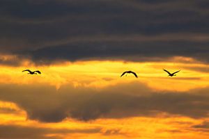 Kranichvögel, die während der Herbstwanderung in den Sonnenuntergang fliegen