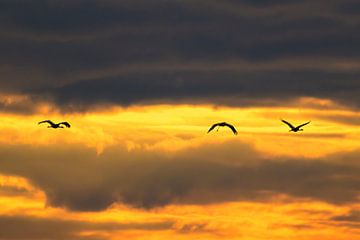 Kraanvogels vliegen in een zonsondergang tijdens de herfstmigratie van Sjoerd van der Wal Fotografie
