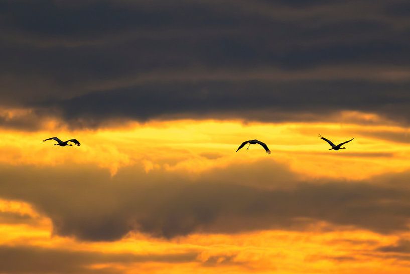 Kranichvögel, die während der Herbstwanderung in den Sonnenuntergang fliegen von Sjoerd van der Wal Fotografie