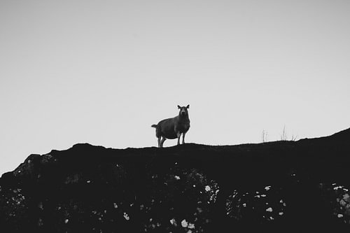 De schapen van de Schotse Hooglanden. Silhouetten Panorama