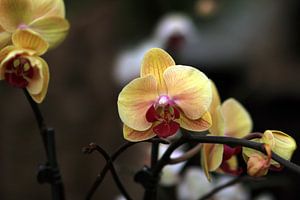 Die Gelbe Orchidee von Cornelis (Cees) Cornelissen