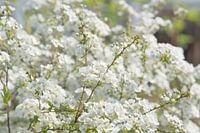 Weiße Blüten 'Spiraea thunbergii