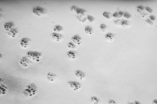 kattenpootjes in de sneuw