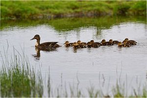 Moeder eend met kuikens zwemmend in het water sur Hans Oudshoorn