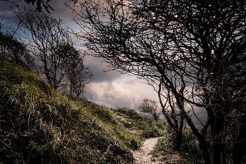 Doorkijkje tussen takken en bomen