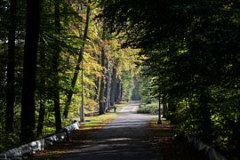 zonlicht in het bos by ChrisWillemsen