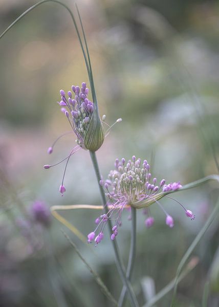 bloemen part 171 van Tania Perneel