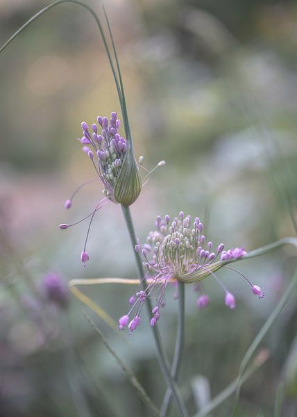 Blumen Teil 171 von Tania Perneel