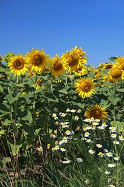 Sonnenblumen von Karina Gebert