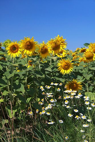 Zonnebloemen